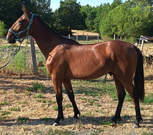 Pepito-des-yolais