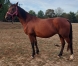 gentille-pouliniere-de-bonne-famille-1