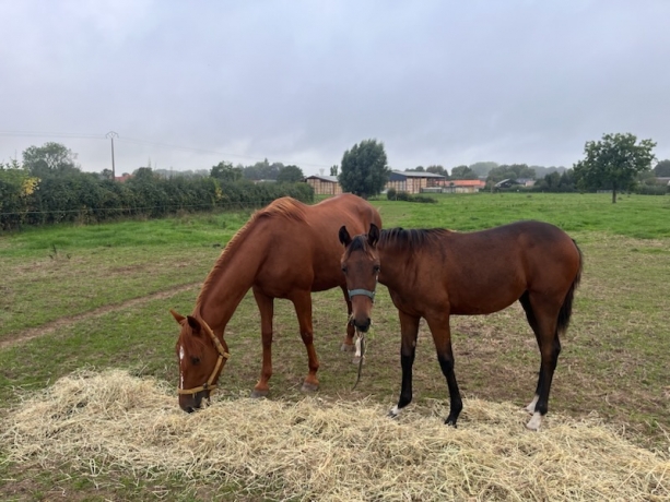 poulinieres-et-foals