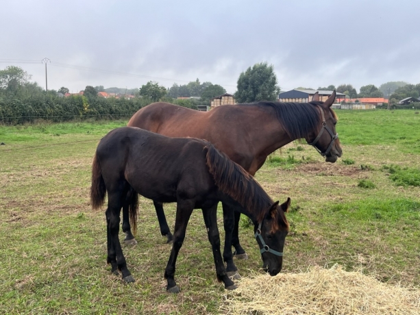 poulinieres-et-foals-0