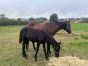 poulinieres-et-foals-0