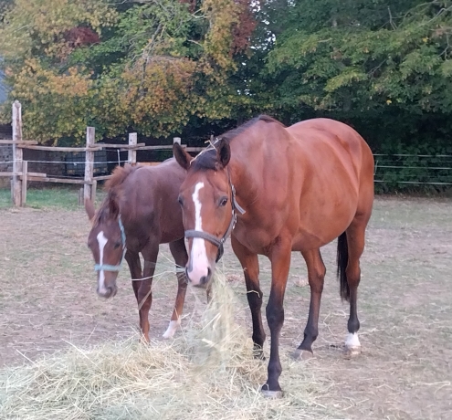 Vente-pouliniere-plus-poulain