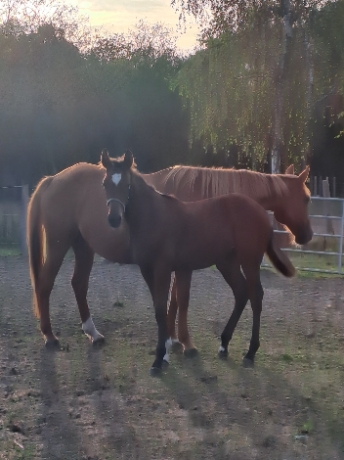Foal-2026-par-Bold-eagle