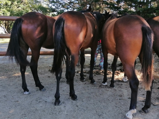 YEARLINGS--BOCCADOR-DE-SIMM--INOUI-DANICA--EXIT-MONEY