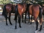 YEARLINGS--BOCCADOR-DE-SIMM--INOUI-DANICA--EXIT-MONEY-0