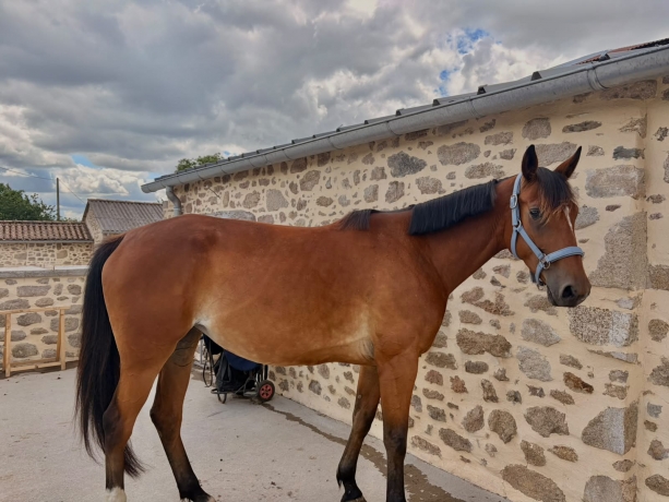 Jument-trotteur-francais-2