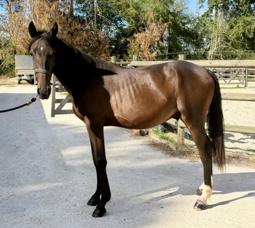 Yearling-par-Uriel-speed