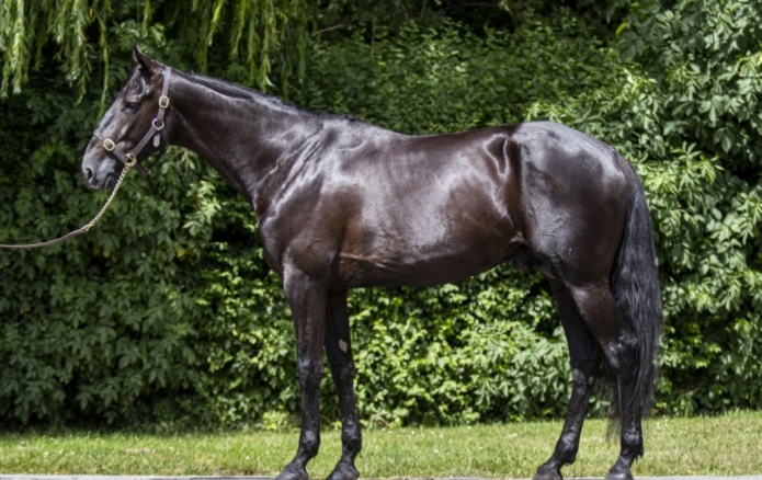 saillie-invincible-cash