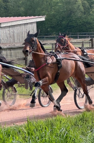 Vente-trotteur-de-course