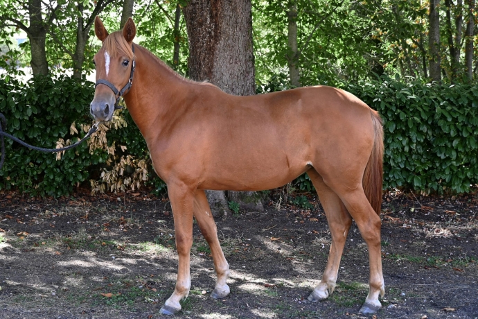 Pimpante-Romanee--yearling-Ibra-du-Loisir-3