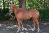 Pimpante-Romanee--yearling-Ibra-du-Loisir-3