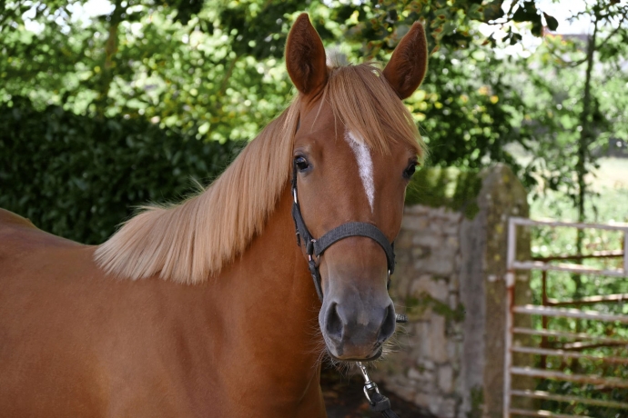 Pimpante-Romanee--yearling-Ibra-du-Loisir-2