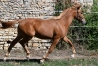 Pimpante-Romanee--yearling-Ibra-du-Loisir-1