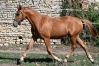 Pimpante-Romanee--yearling-Ibra-du-Loisir-0