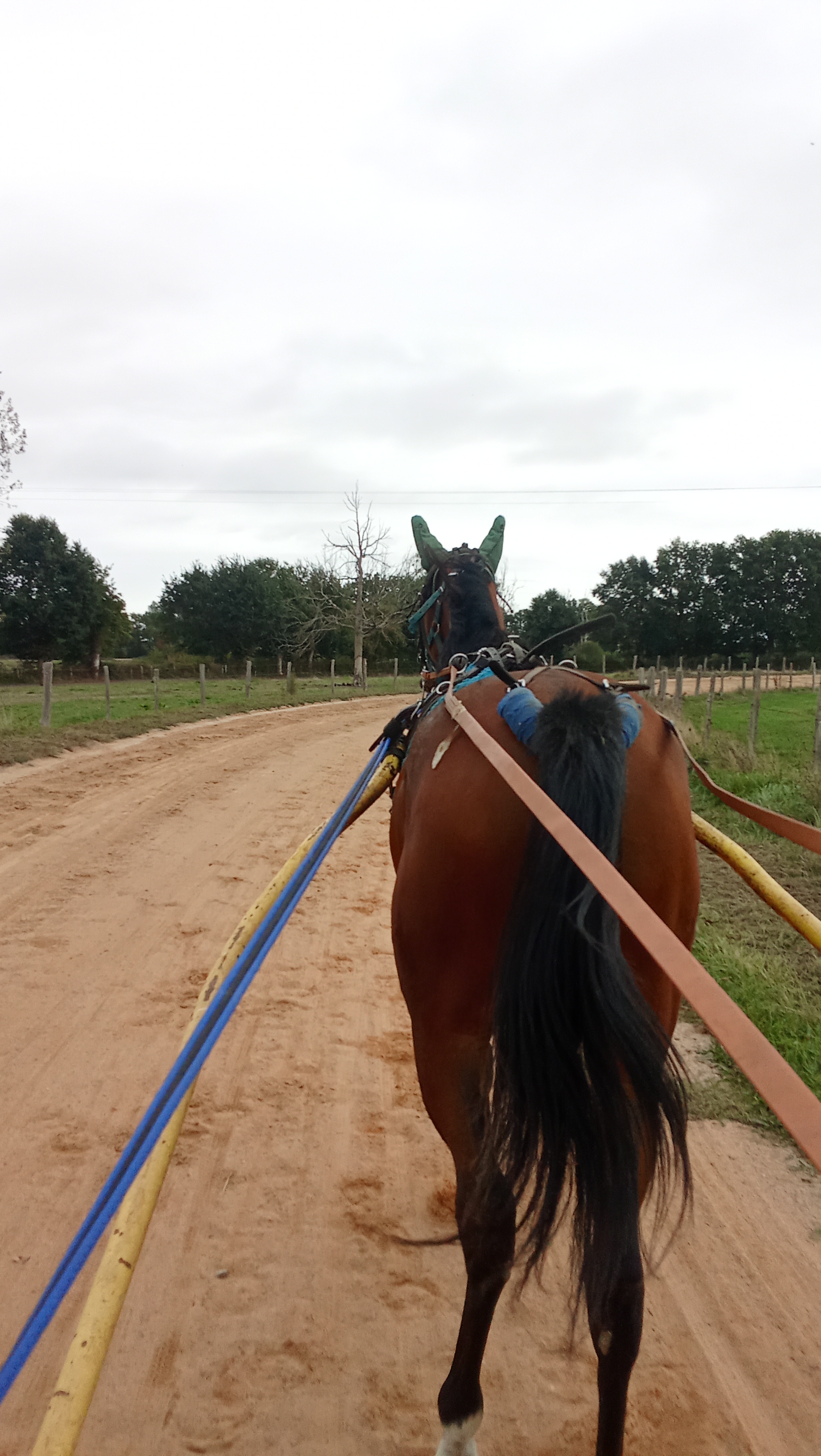 Poulain