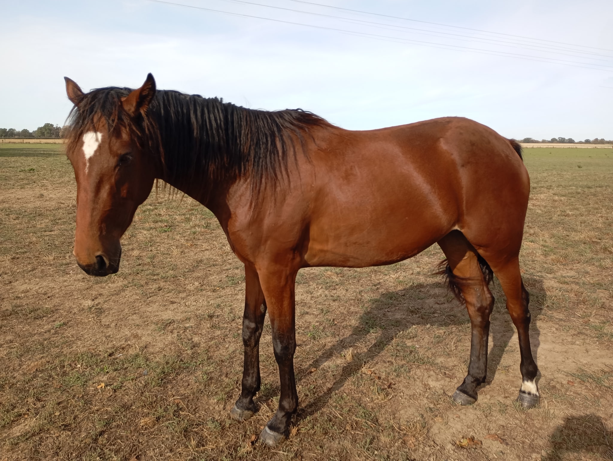 jument trotteuse débourrée attelé et monté