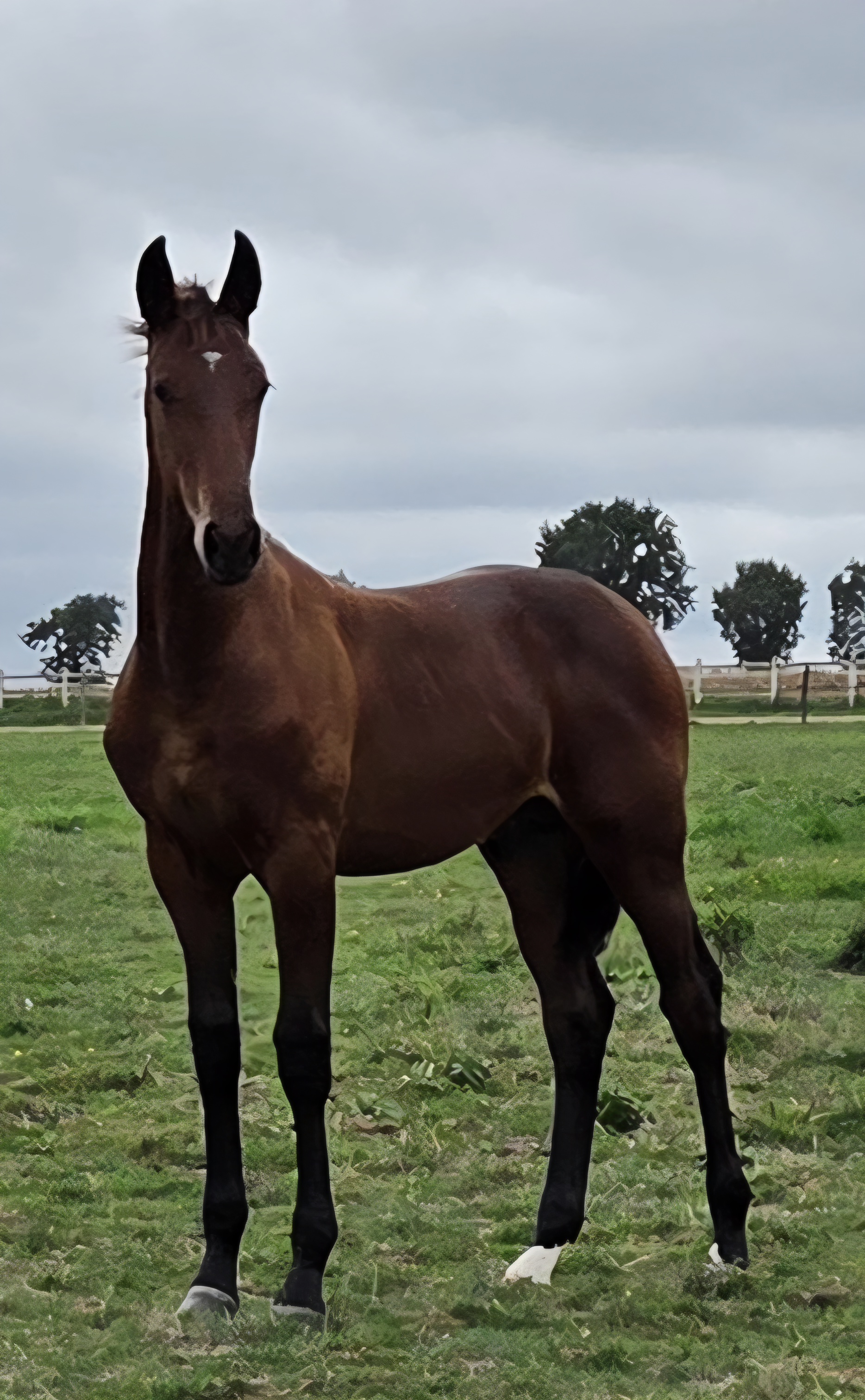 QASHBACK DREAM superbe foal Mâle