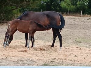 Foal trotteur par ideal lignerie et jaguar wit
