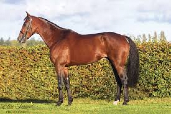 Vends saillie KAVIARISSIME (Love You - Elégantissime par Ready Cash)