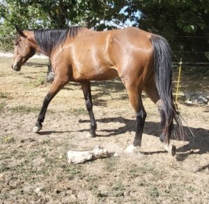 À vendre JUST CARLESS
