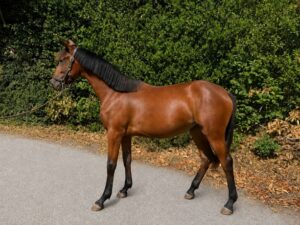 Yearling à vendre