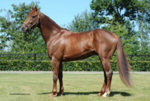Vends part de BOOSTER WINNER (Love You - Quille Viretaute par Elvis de Rossignol)