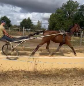 Recherche chevaux