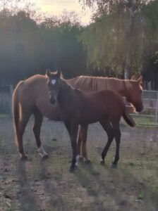 Foal 2026 par Bold eagle