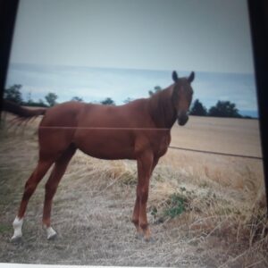 Pouliniere trotteur