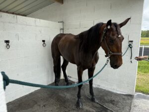 Pouliche par Charly du Noyer