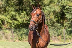 Yearling mâle