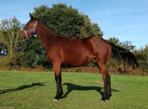 Poseidon Montvason - yearling TF prêt à débourrer