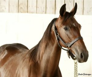 Yearling non débourré