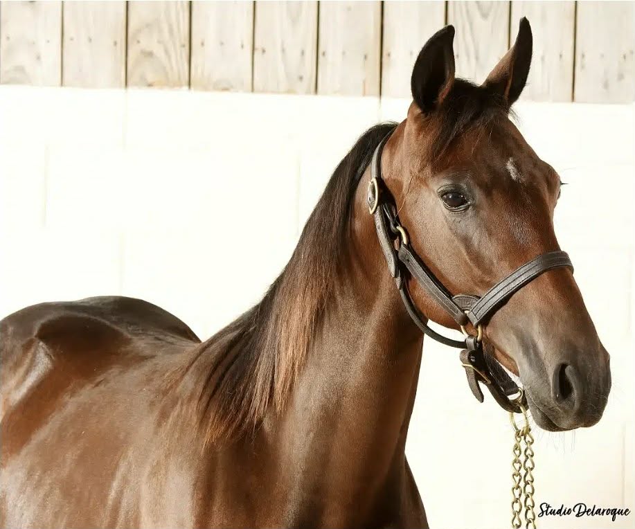 Yearling non débourré